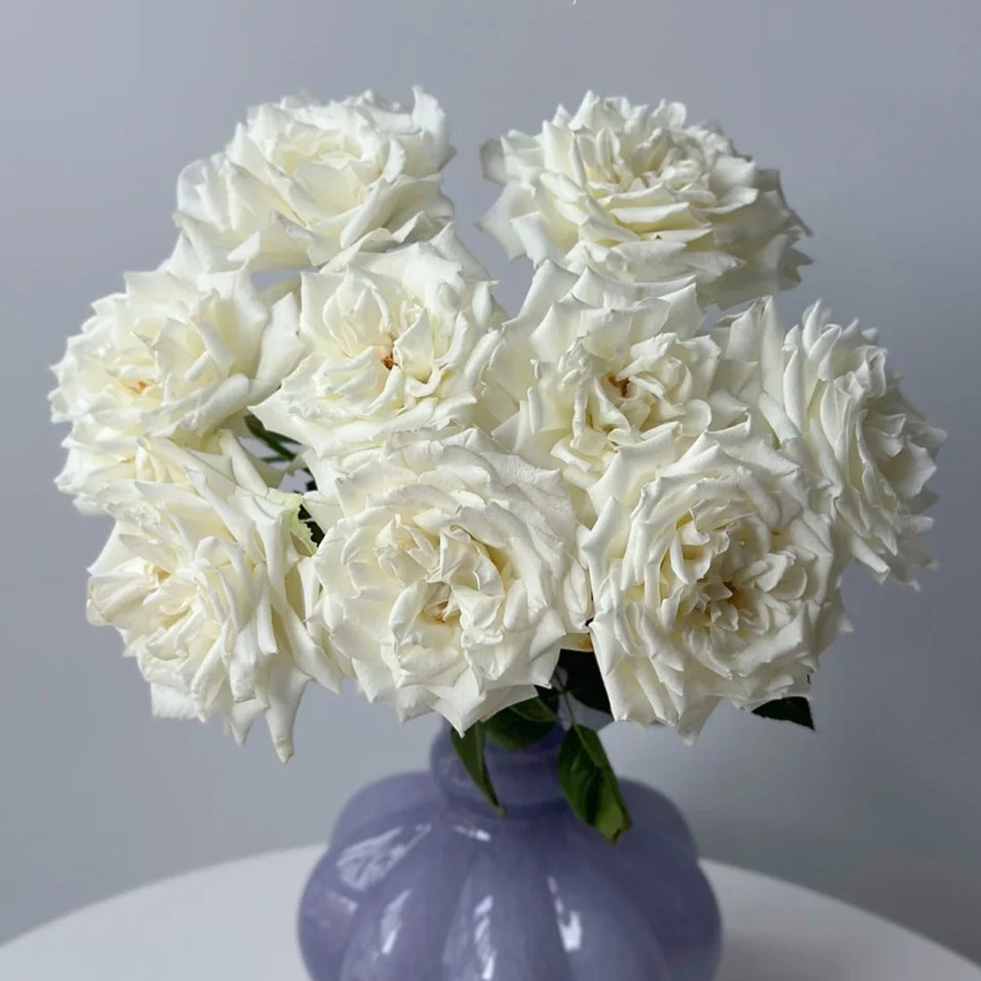 Sur la Neige Japanese Florist Shrub Rose