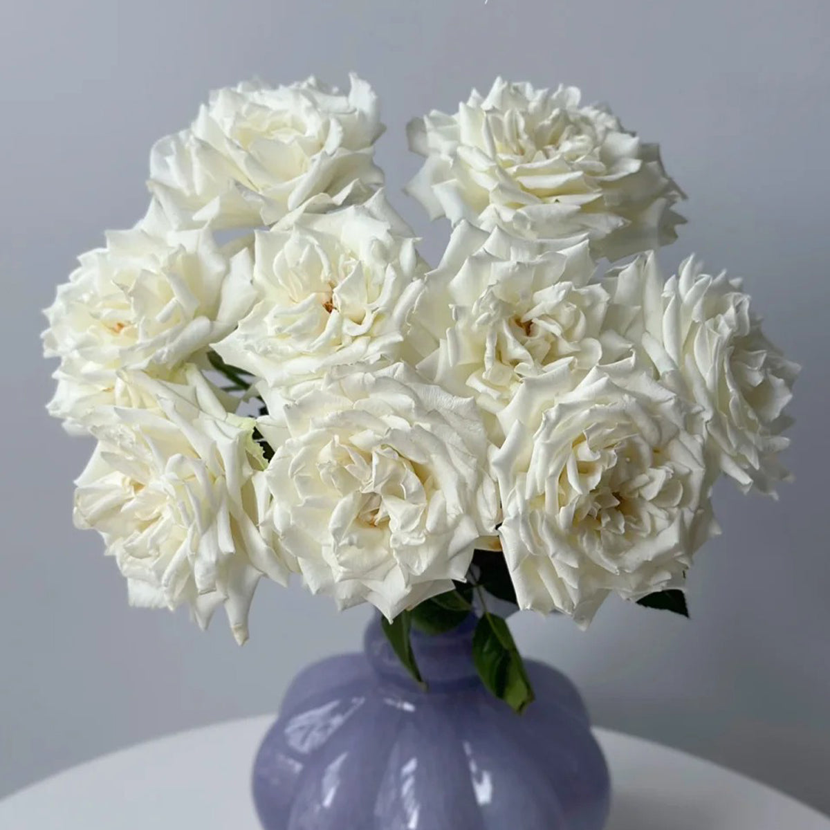 Sur la Neige Japanese Florist Shrub Rose