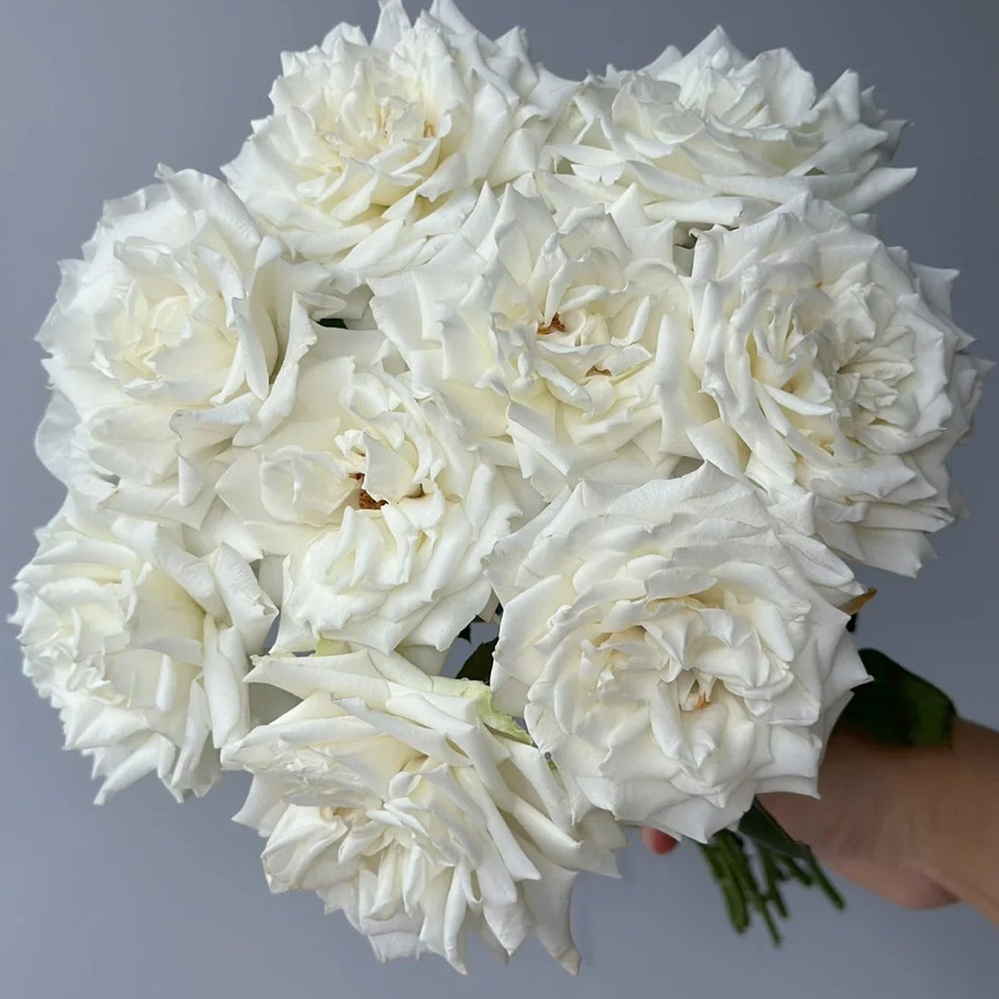 Sur la Neige Japanese Florist Shrub Rose