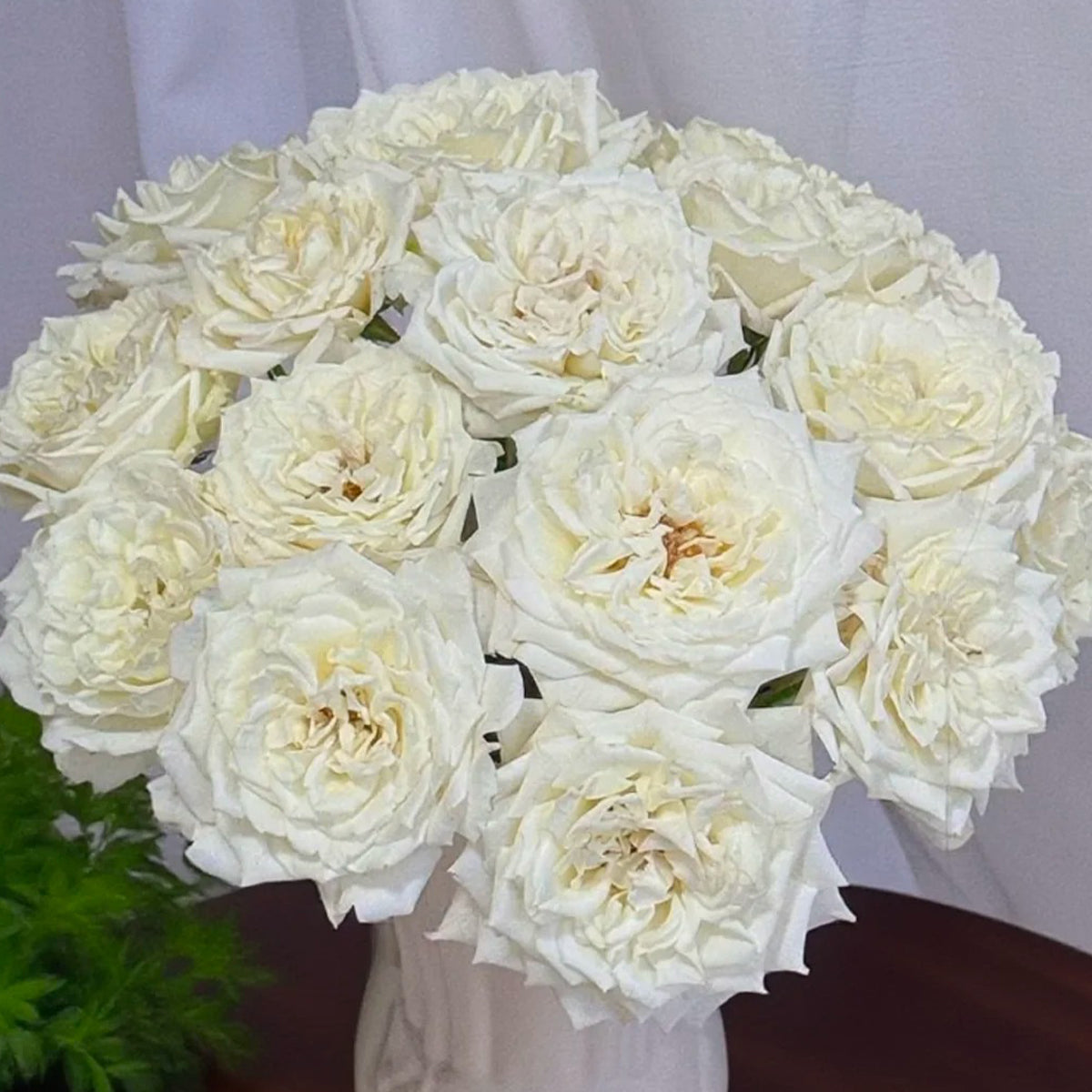 Sur la Neige Japanese Florist Shrub Rose
