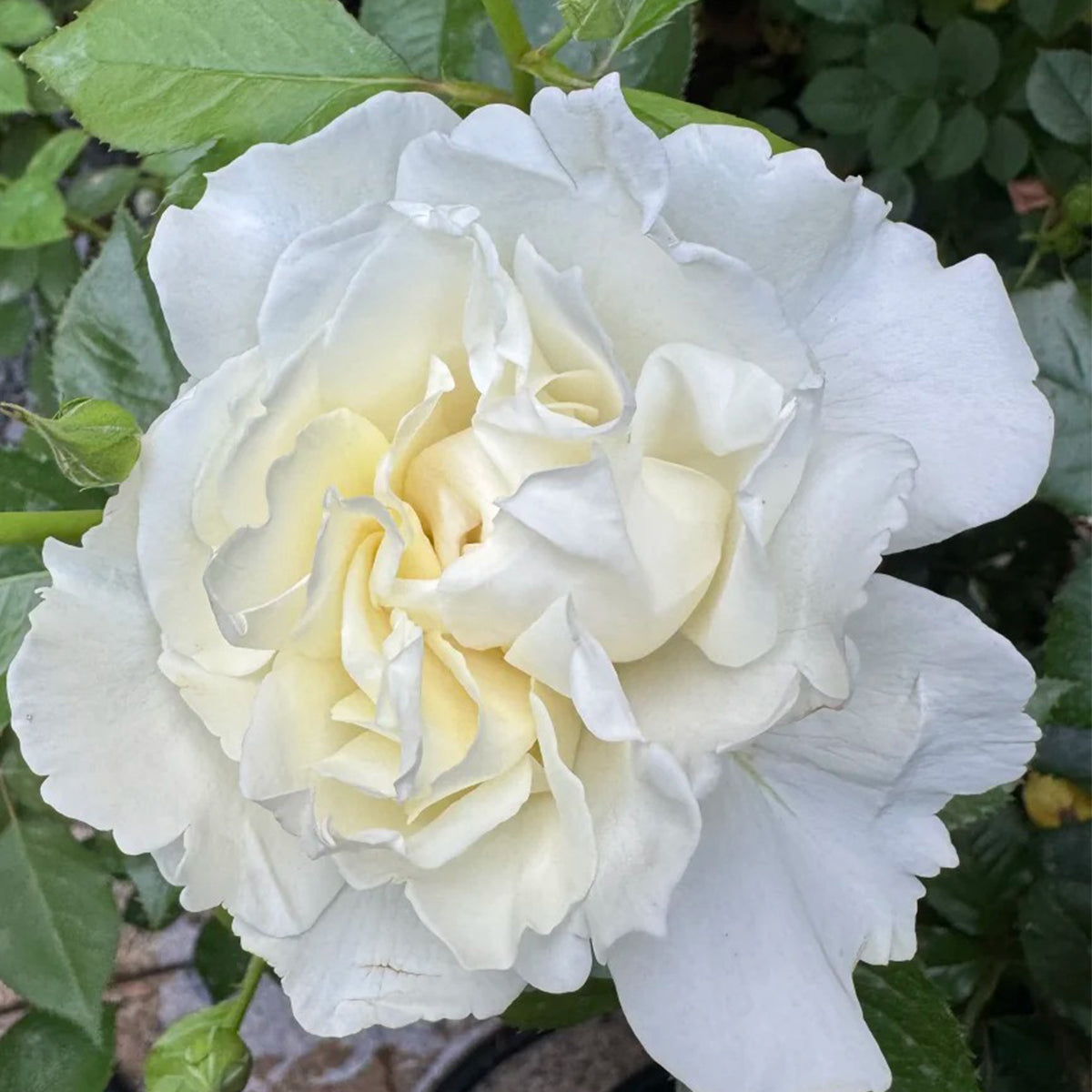 Sur la Neige Japanese Florist Shrub Rose