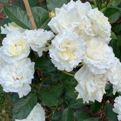Sur la Neige Japanese Florist Shrub Rose