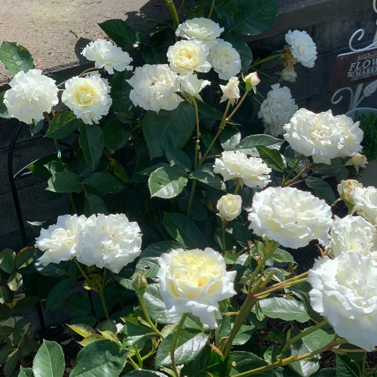 Sur la Neige Japanese Florist Shrub Rose