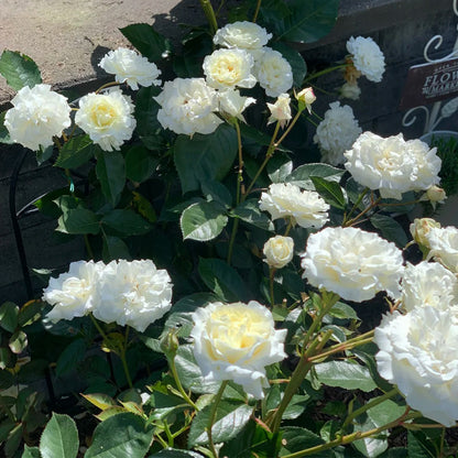 Sur la Neige Japanese Florist Shrub Rose
