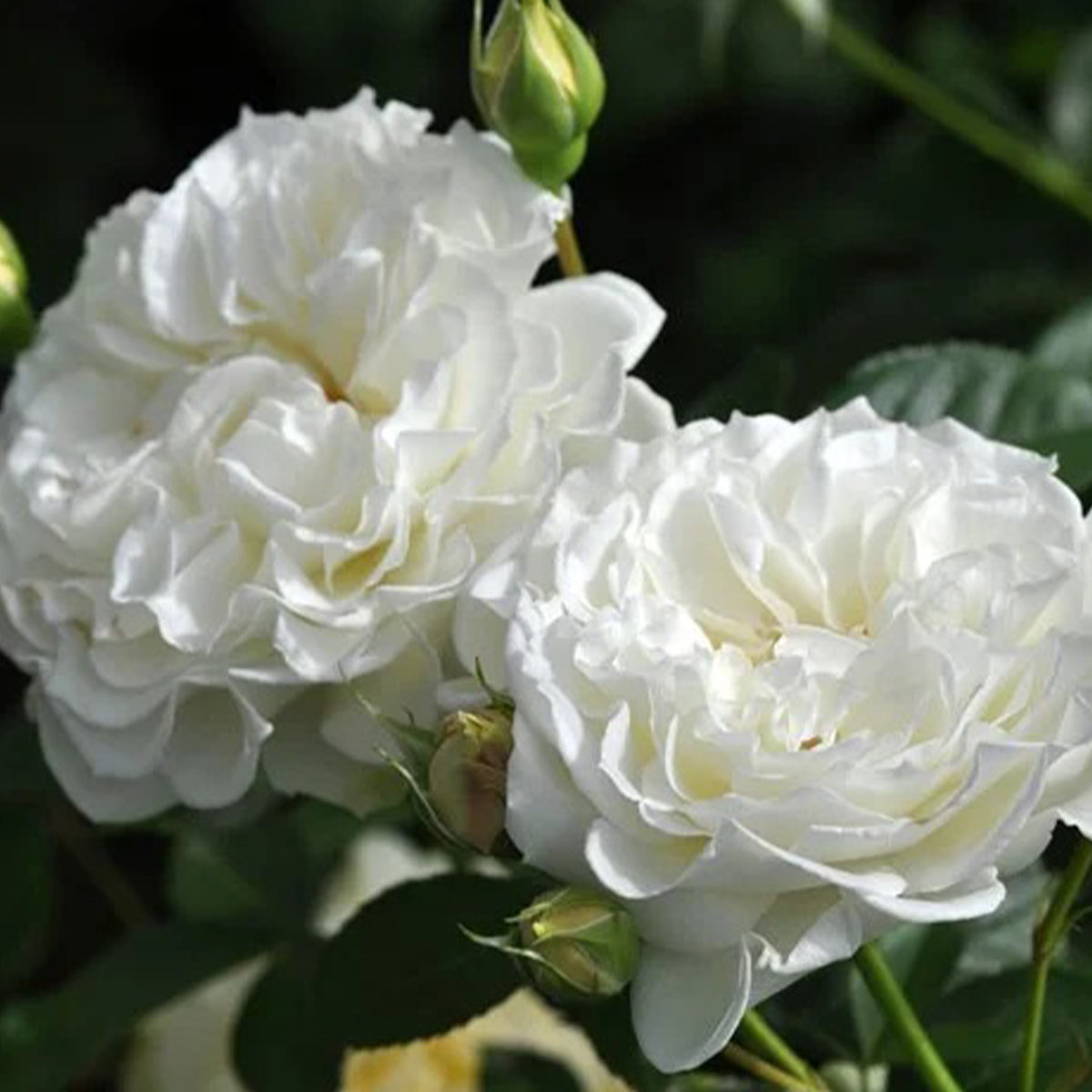Sur la Neige Japanese Florist Shrub Rose