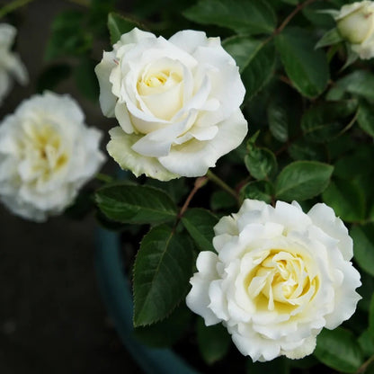 Sur la Neige Japanese Florist Shrub Rose