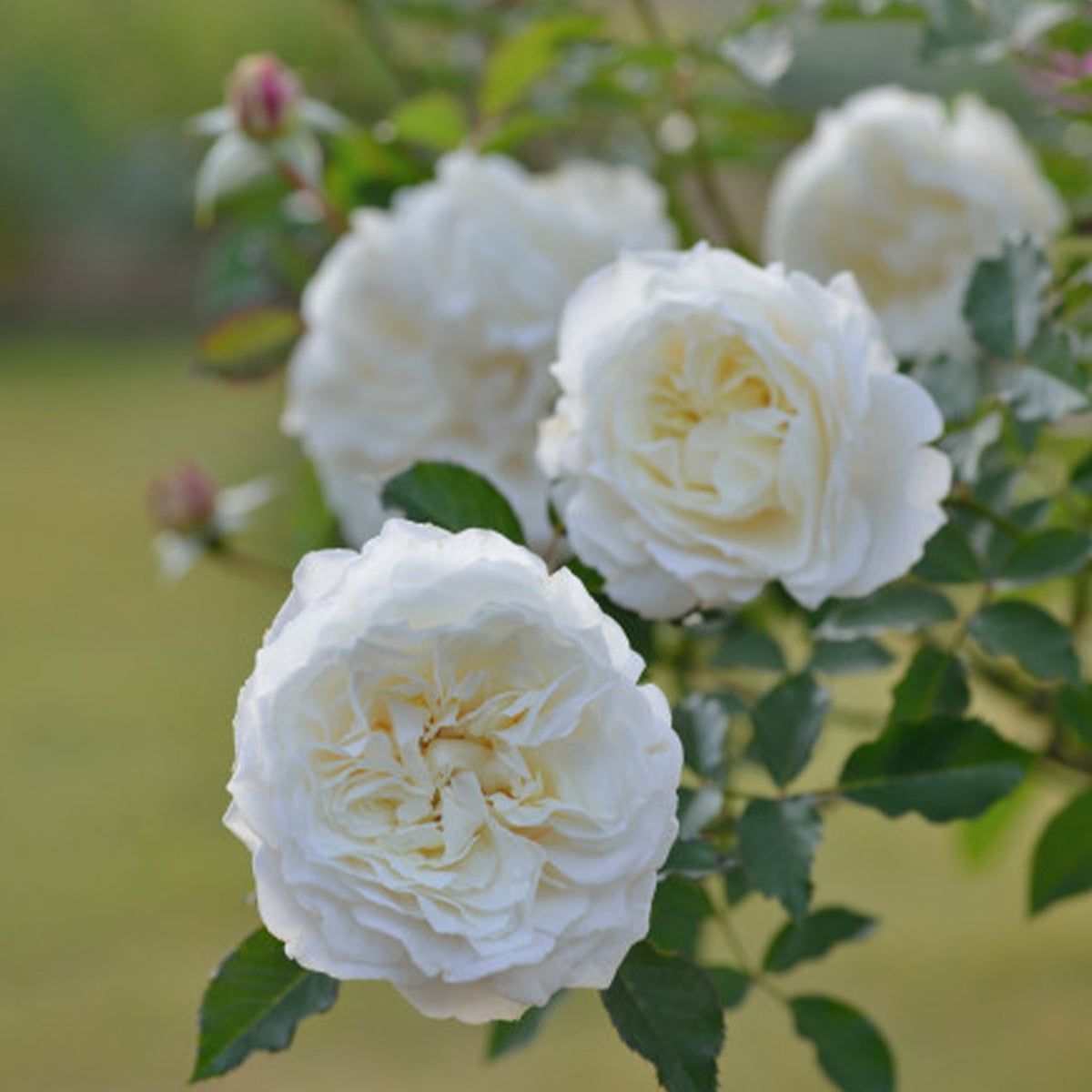Sur la Neige Japanese Florist Shrub Rose