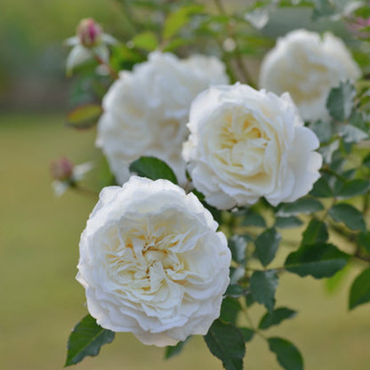 Sur la Neige Japanese Florist Shrub Rose