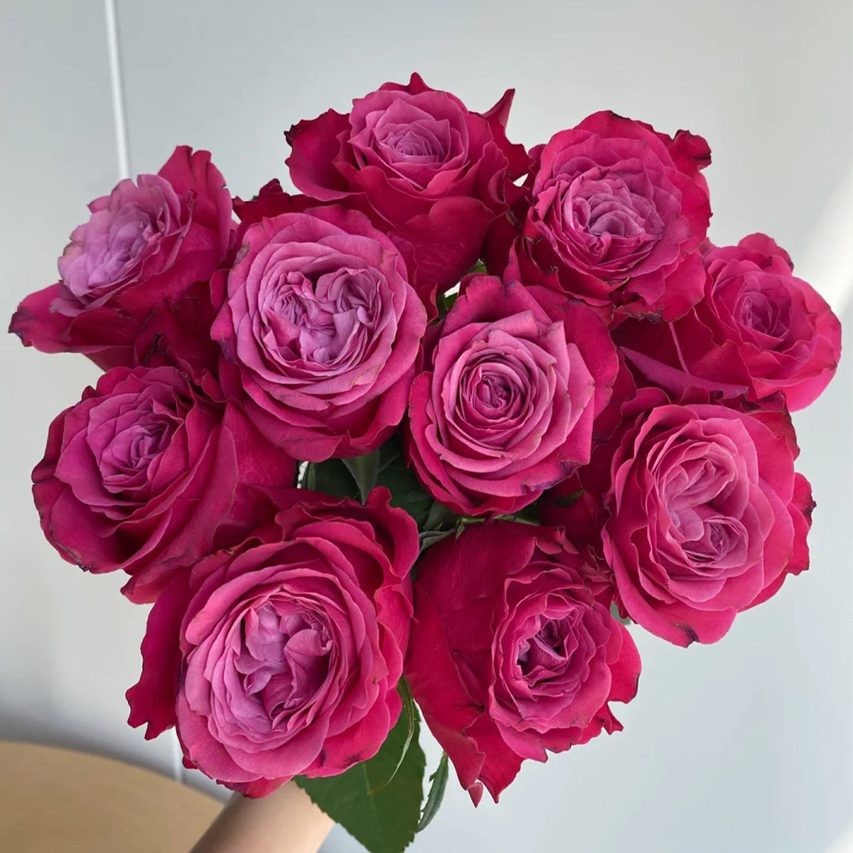 Susan Florist Shrub Rose – Highgarden Roses