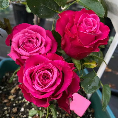 Susan Florist Shrub Rose