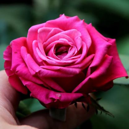 Susan Florist Shrub Rose