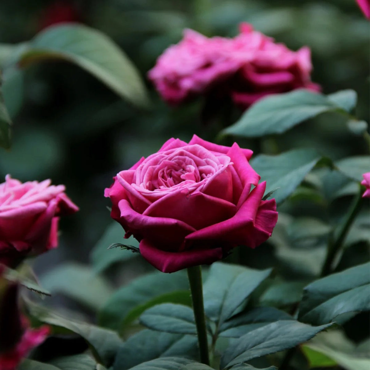 Susan Florist Shrub Rose