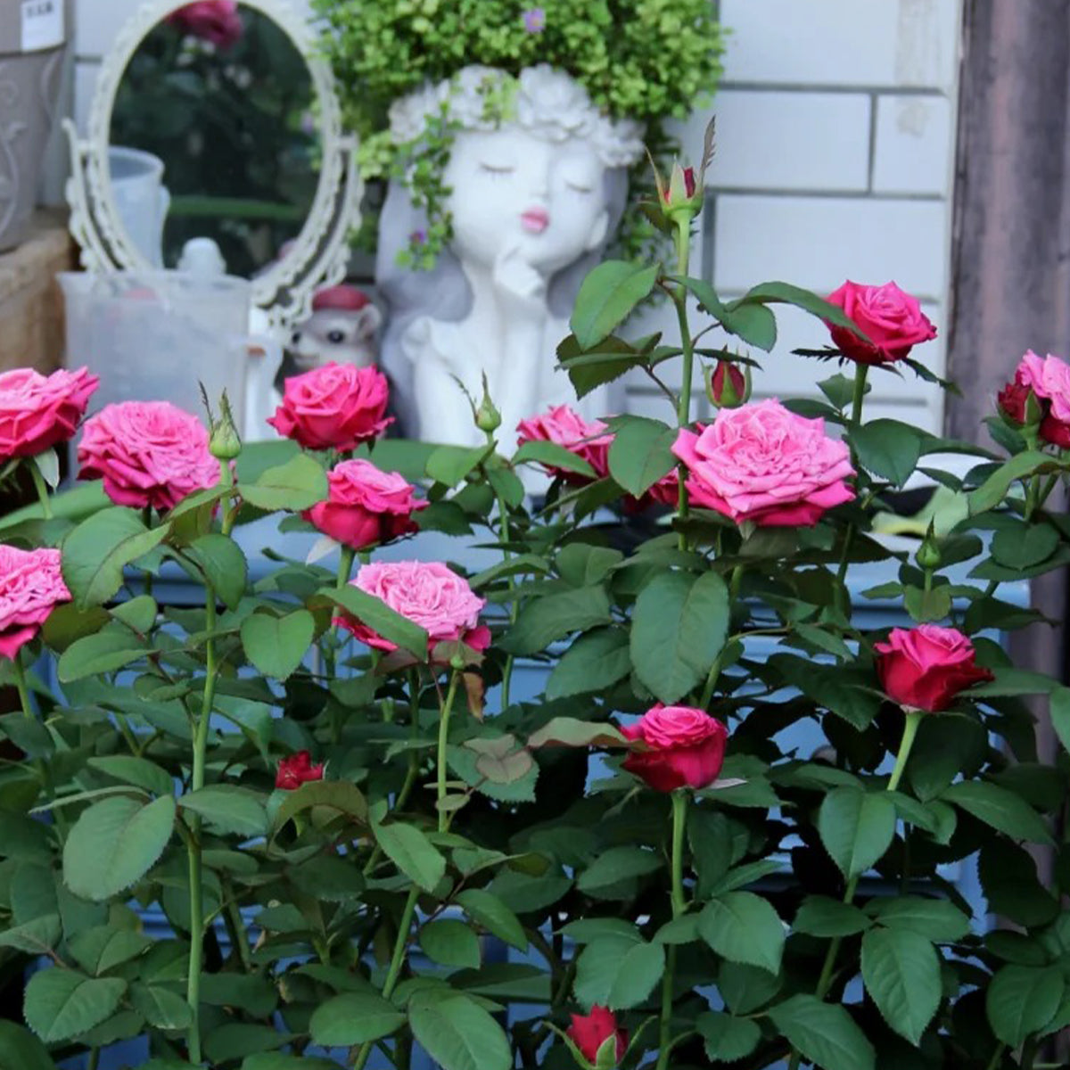 Susan Florist Shrub Rose