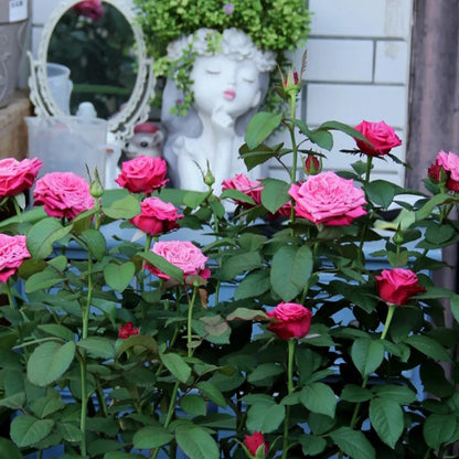 Susan Florist Shrub Rose