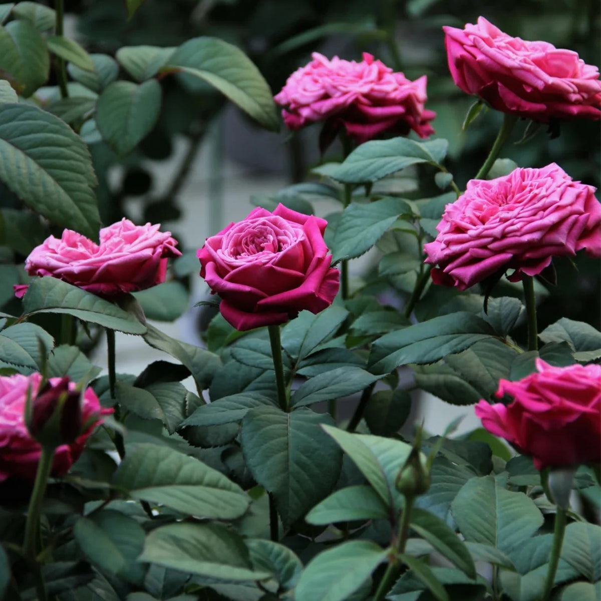 Susan Florist Shrub Rose