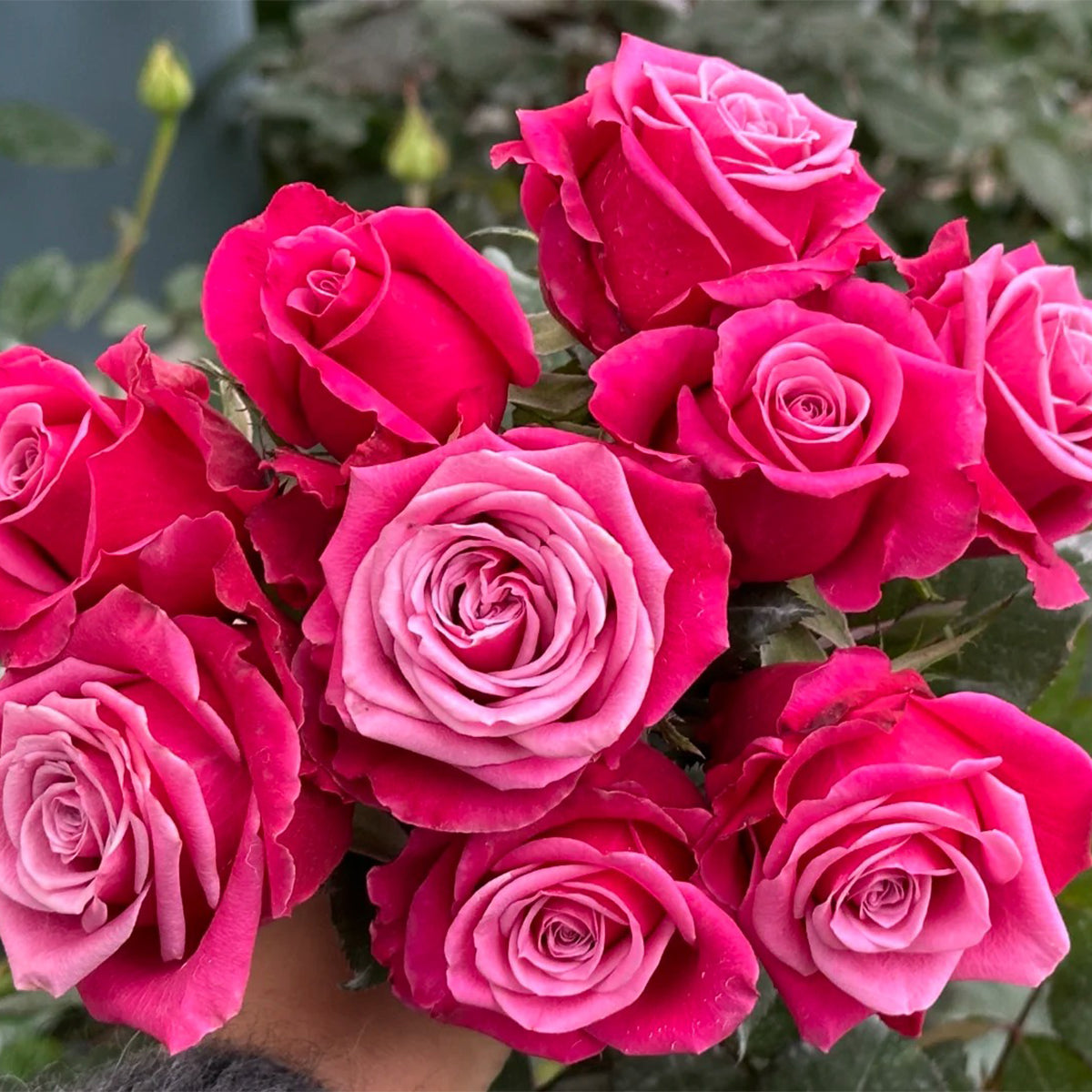 Susan Florist Shrub Rose