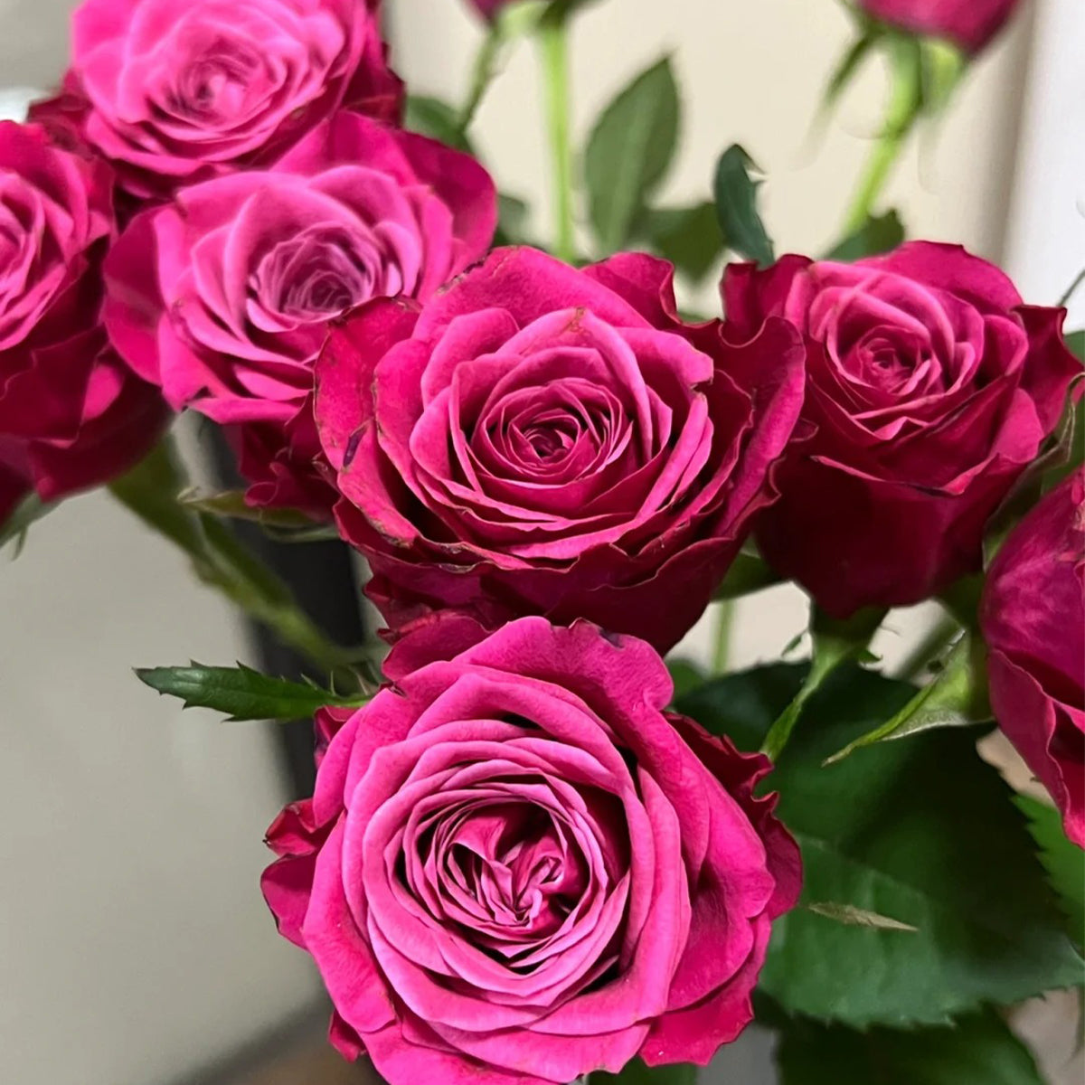 Susan Florist Shrub Rose