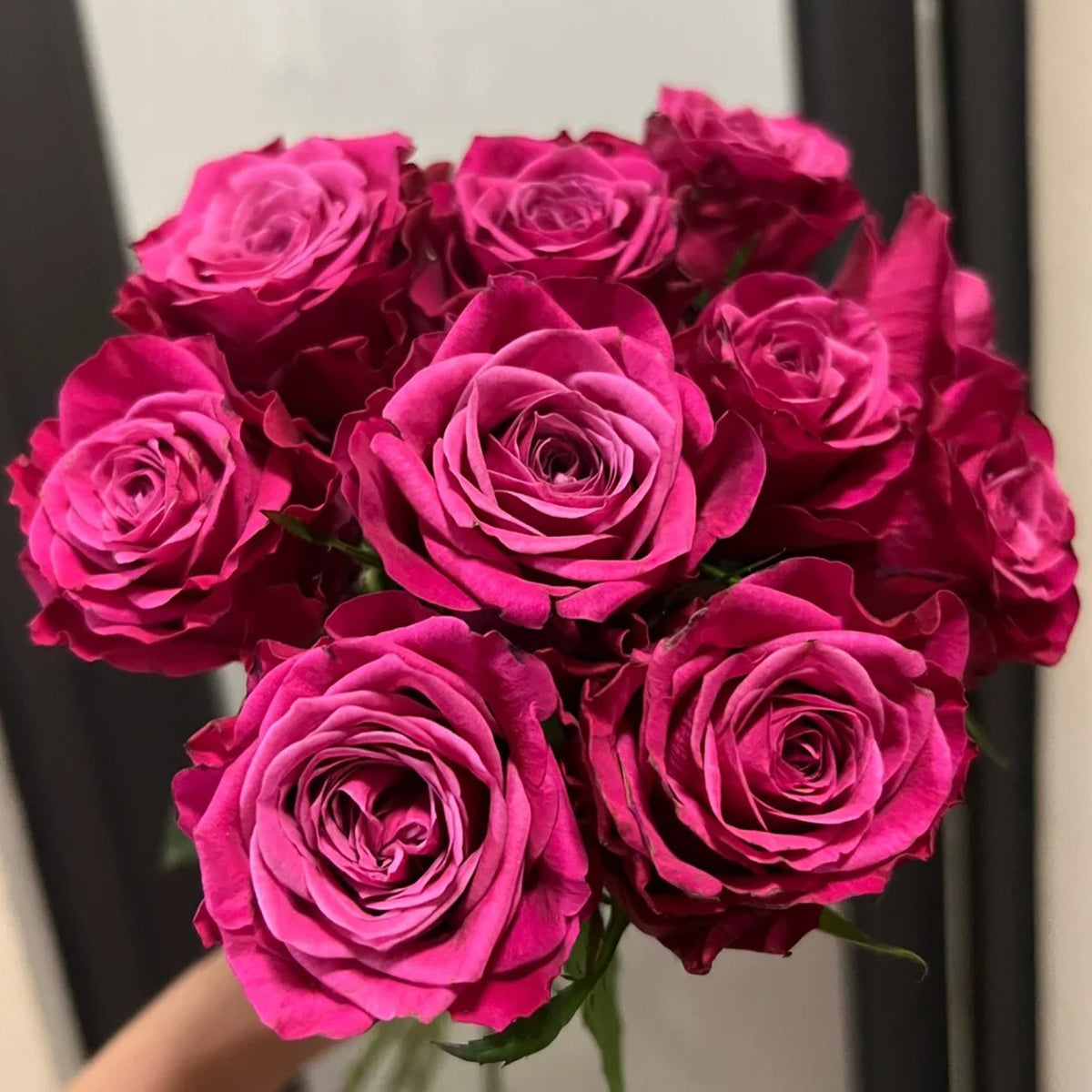 Susan Florist Shrub Rose