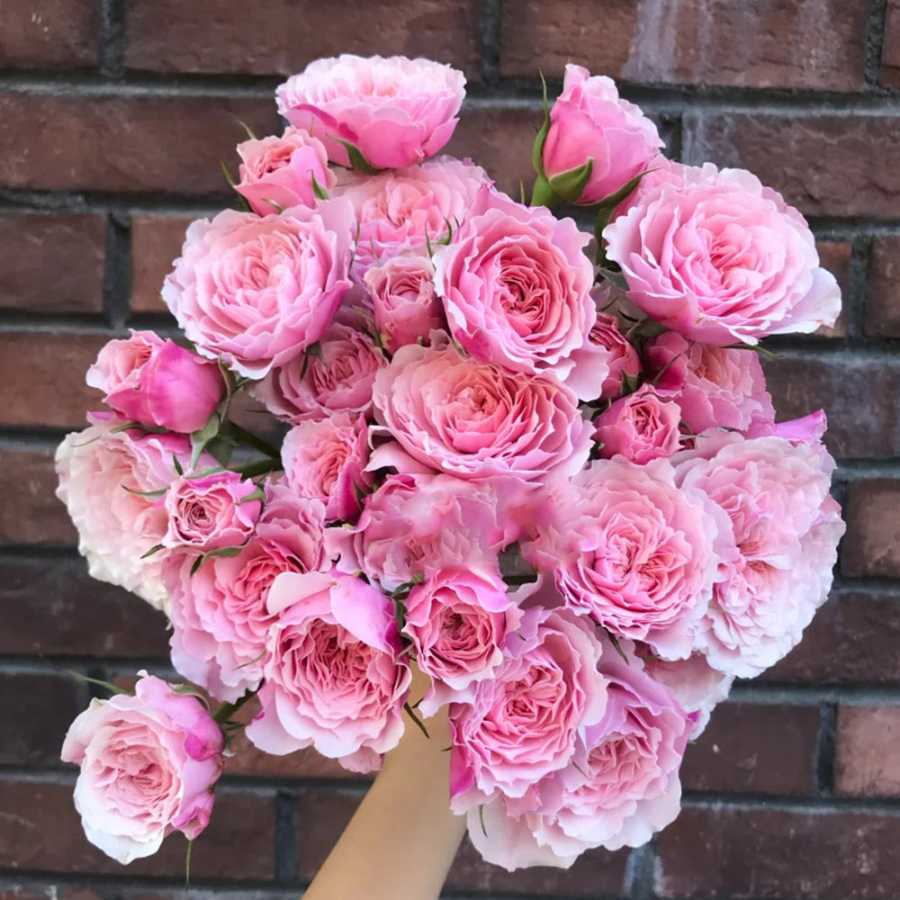 Sweet Antike German Florist Shrub Rose