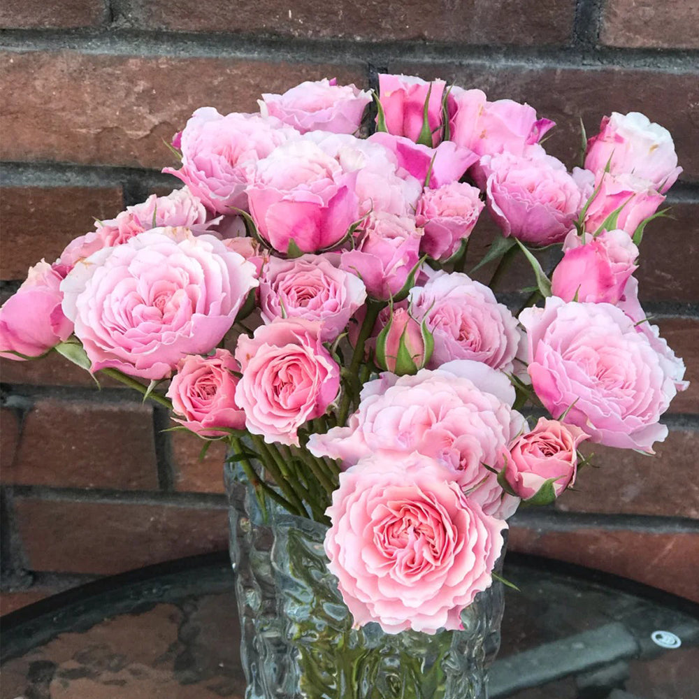 Sweet Antike German Florist Shrub Rose