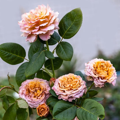 Sweet Choco Japanese Florist Shrub Rose