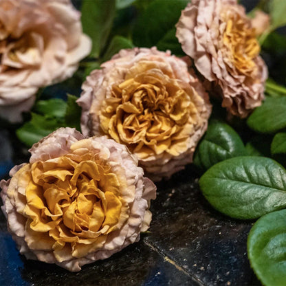 Sweet Choco Japanese Florist Shrub Rose