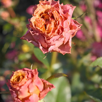 Sweet Choco Japanese Florist Shrub Rose
