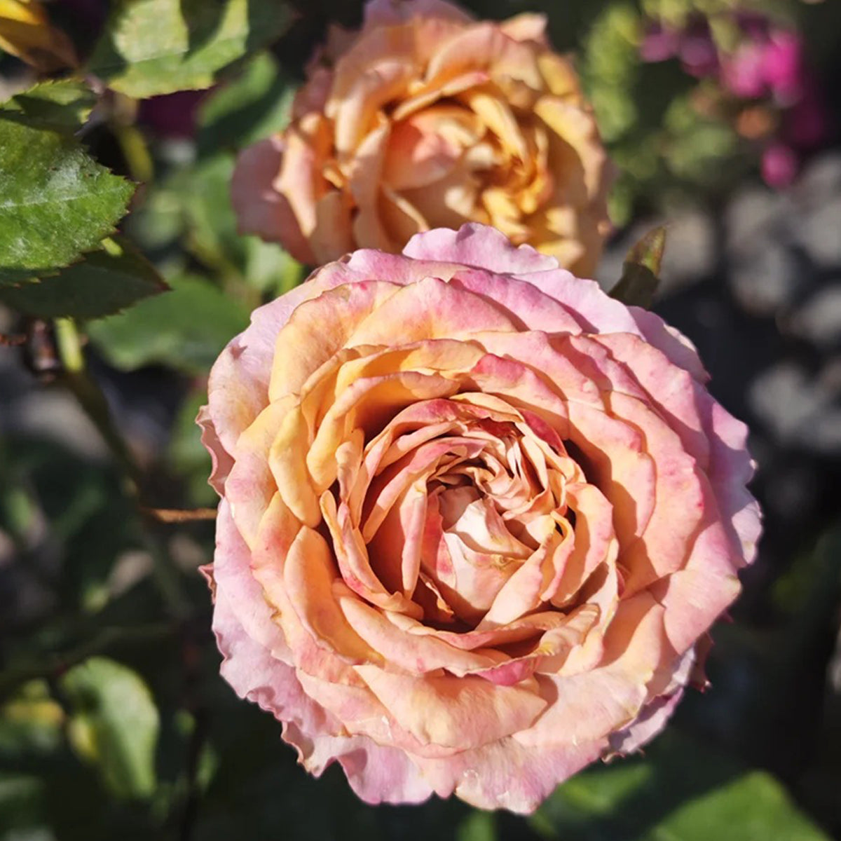 Sweet Choco Japanese Florist Shrub Rose