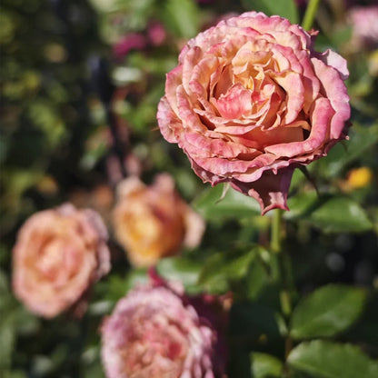 Sweet Choco Japanese Florist Shrub Rose