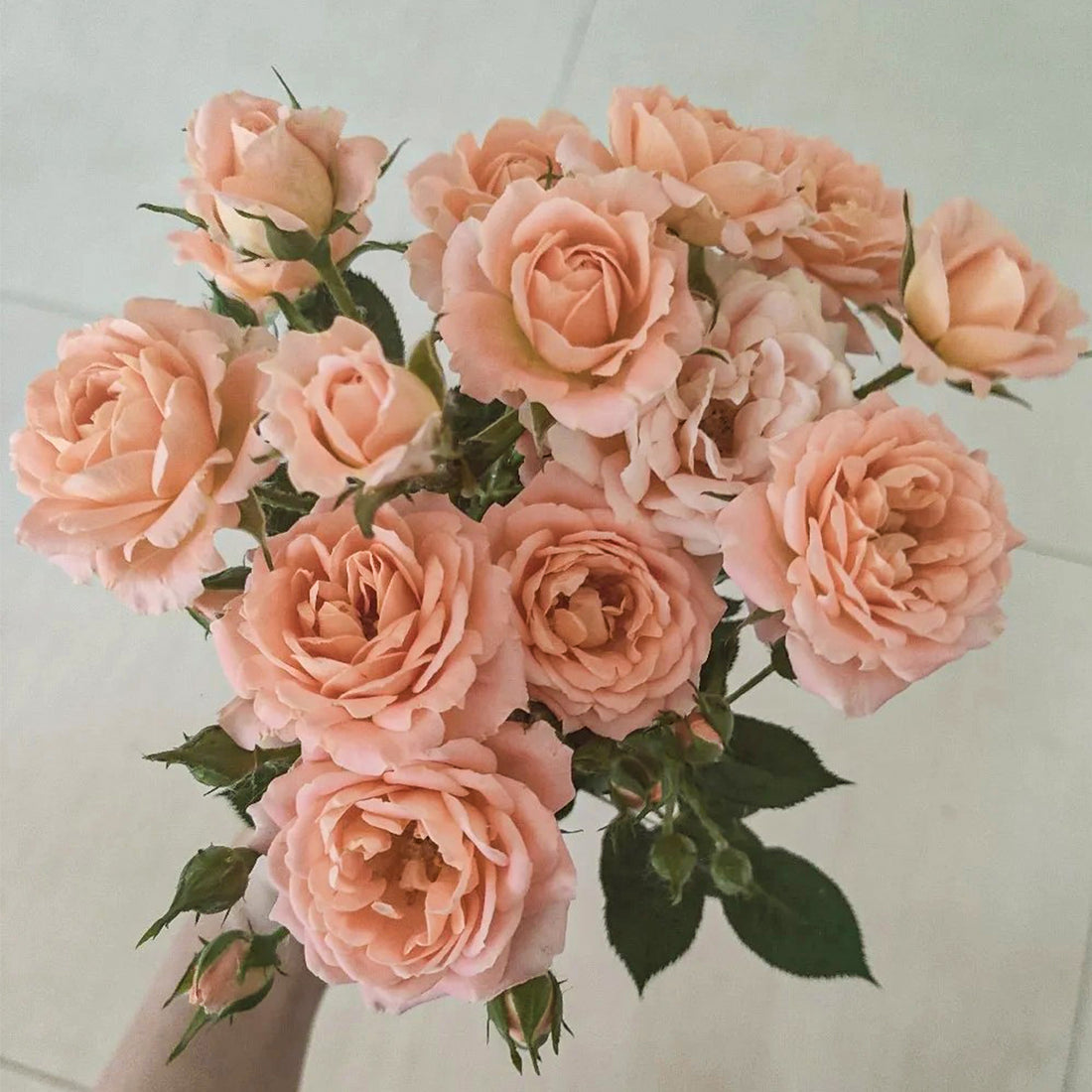Sweet Dream British Florist Climbing Rose