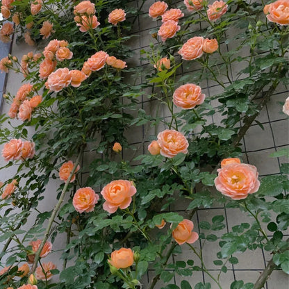 Sweet Dream British Florist Climbing Rose