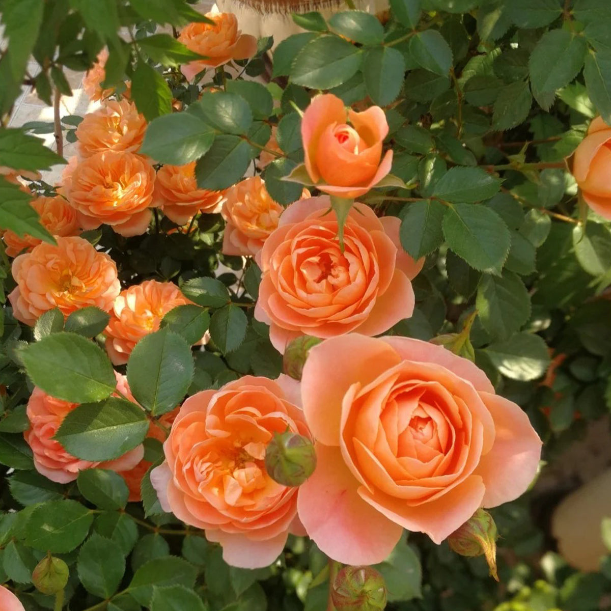 Sweet Dream British Florist Climbing Rose