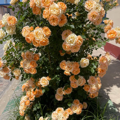 Sweet Dream British Florist Climbing Rose