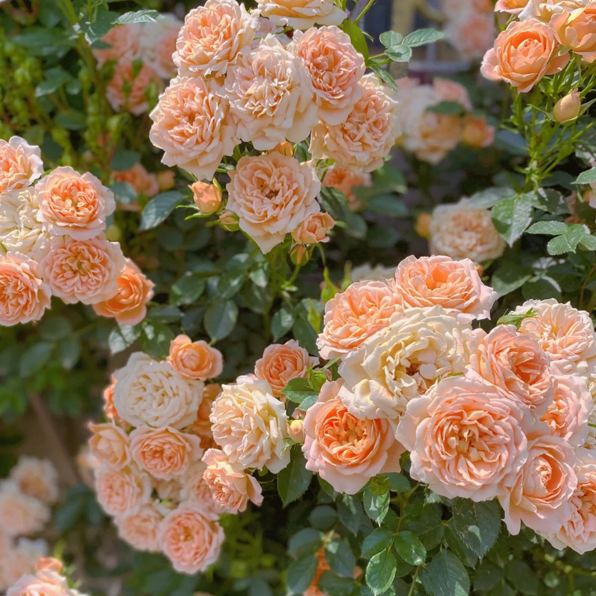 Sweet Dream British Florist Climbing Rose