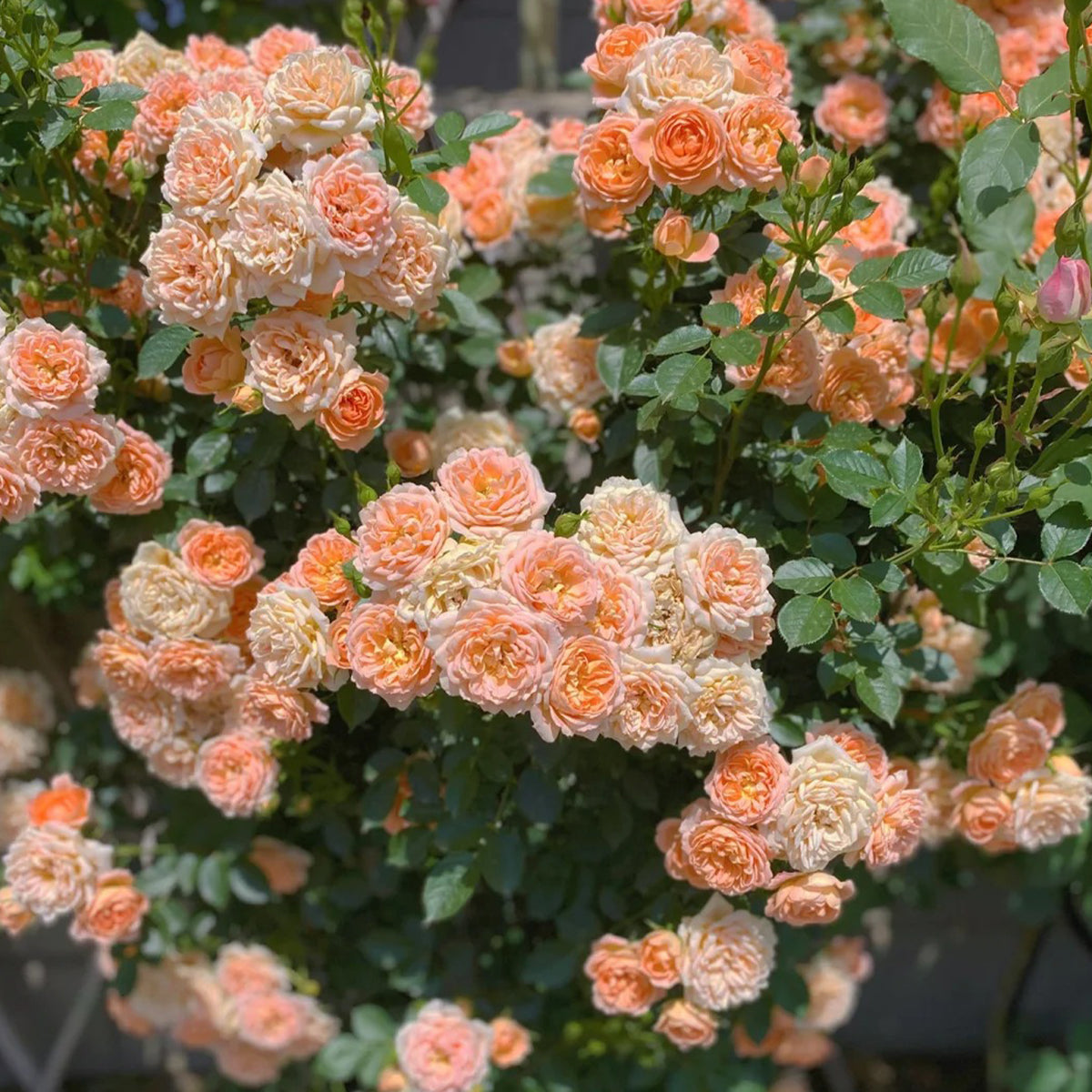 Sweet Dream British Florist Climbing Rose