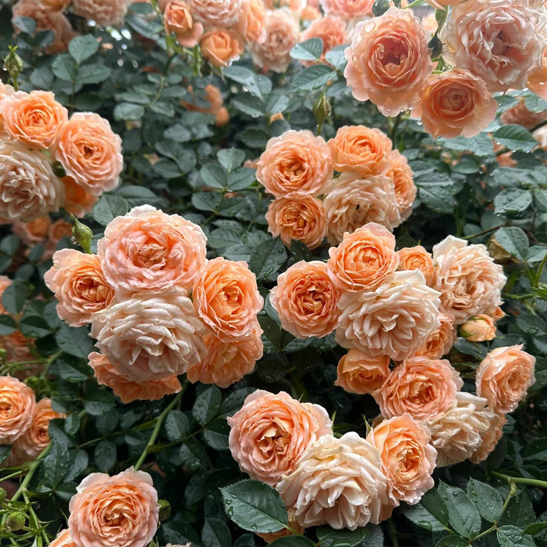 Sweet Dream British Florist Climbing Rose