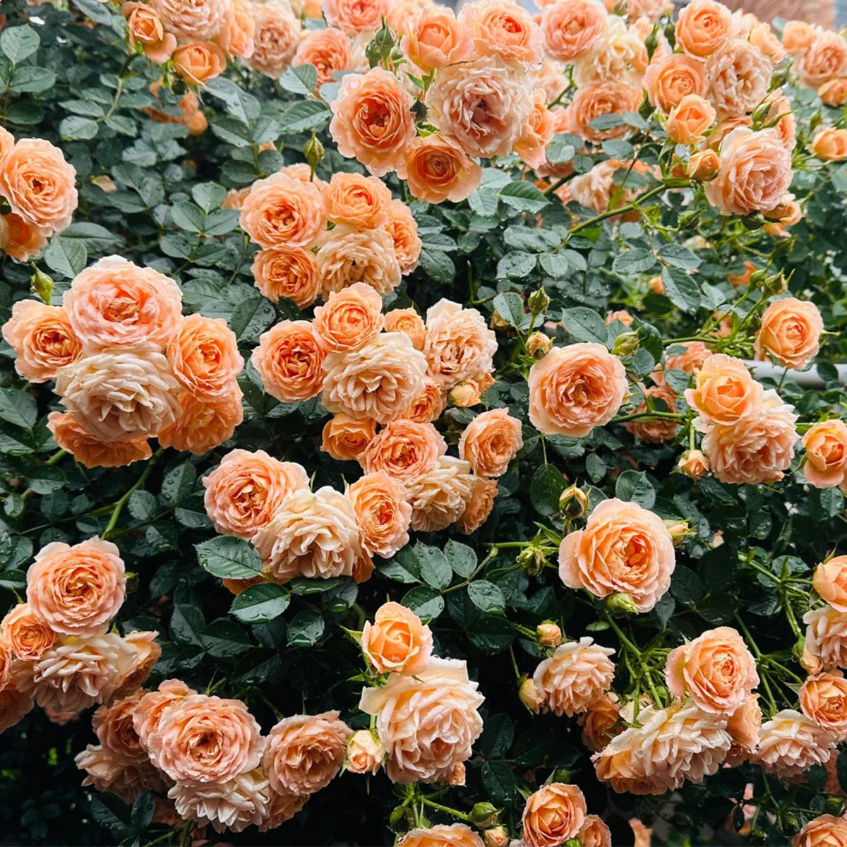 Sweet Dream British Florist Climbing Rose