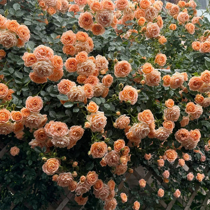 Sweet Dream British Florist Climbing Rose