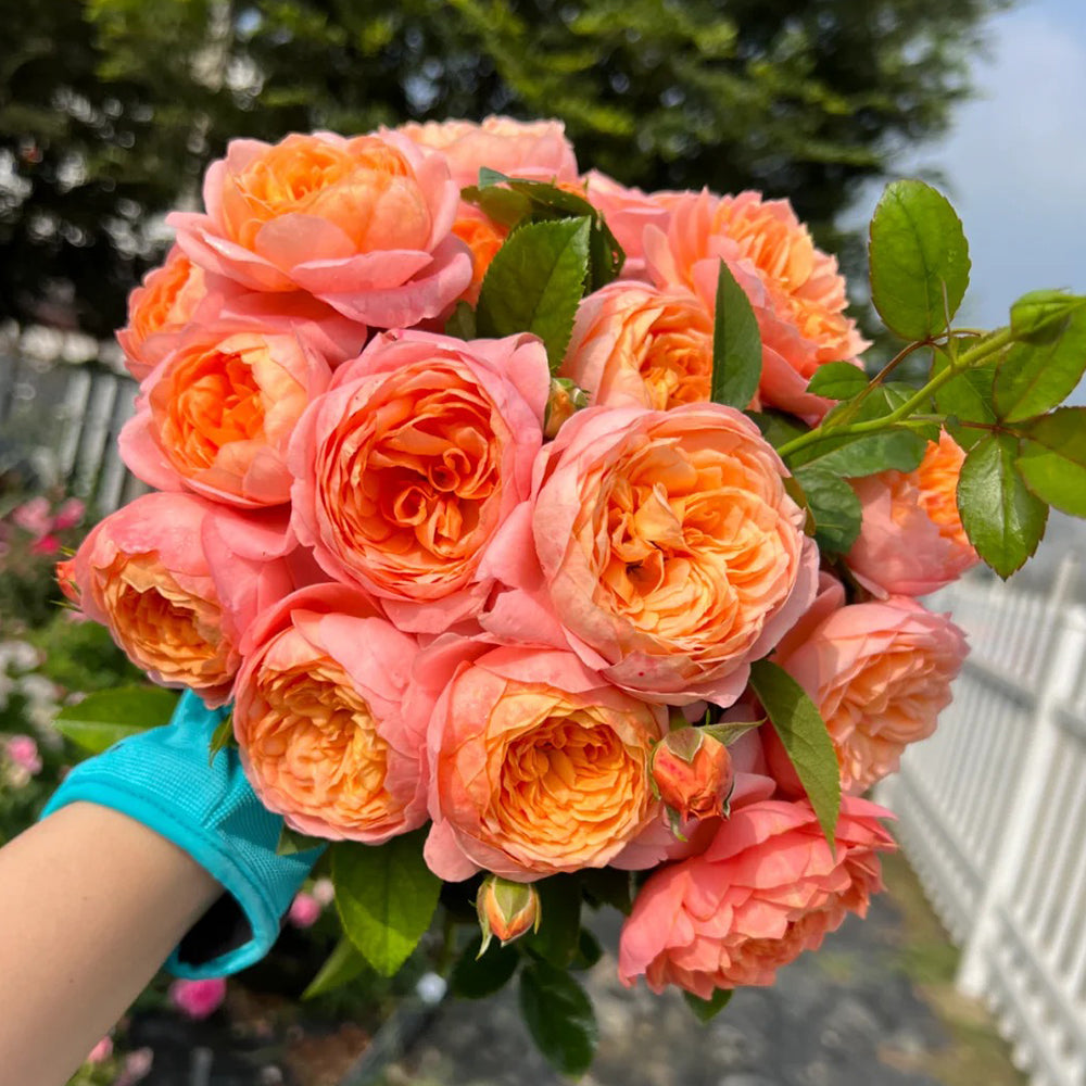 Tangerine Chinese Florist Shrub Rose