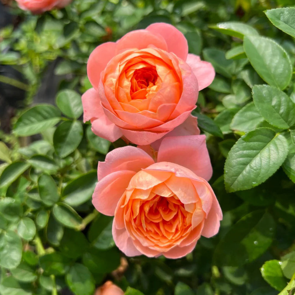 Tangerine Chinese Florist Shrub Rose