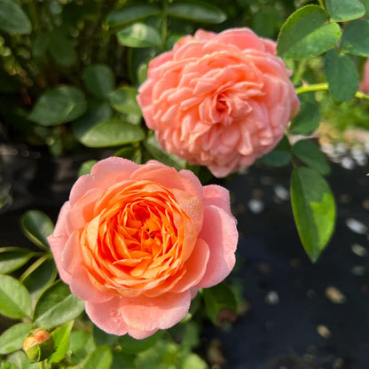 Tangerine Chinese Florist Shrub Rose