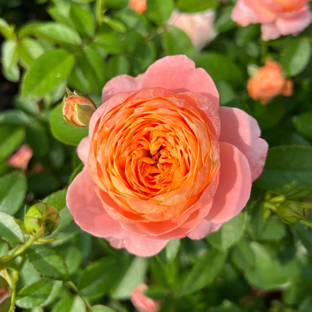 Tangerine Chinese Florist Shrub Rose