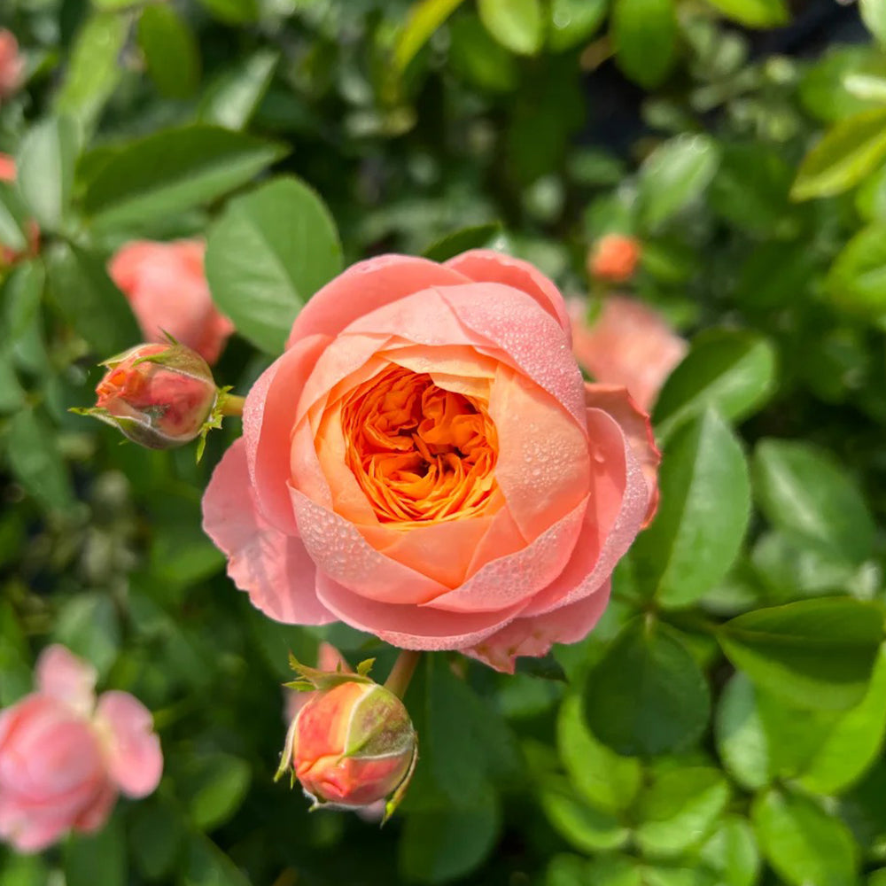 Tangerine Chinese Florist Shrub Rose