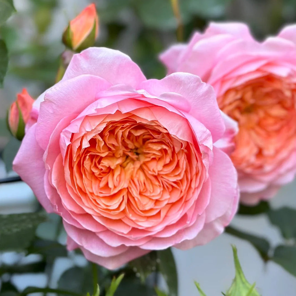 Tangerine Chinese Florist Shrub Rose