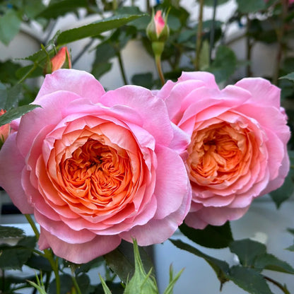 Tangerine Chinese Florist Shrub Rose