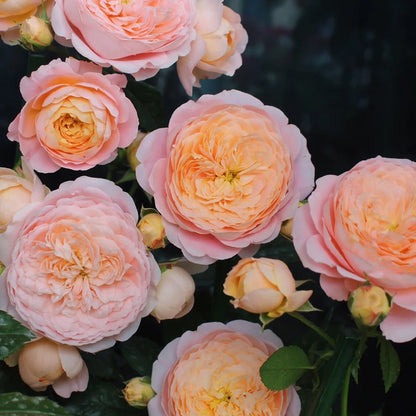 Tangerine Chinese Florist Shrub Rose