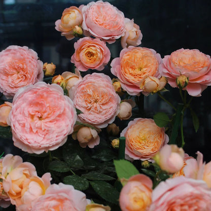 Tangerine Chinese Florist Shrub Rose