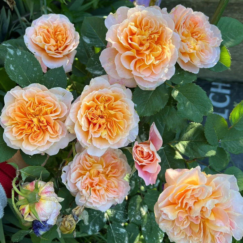 The Impressionist US Florist Climbing Rose