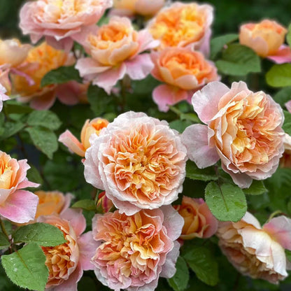 The Impressionist US Florist Climbing Rose