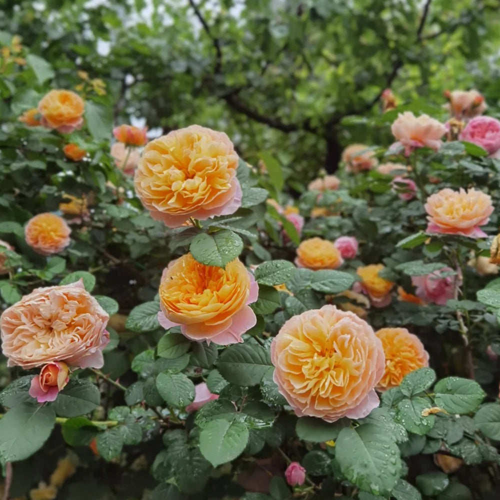 The Impressionist US Florist Climbing Rose